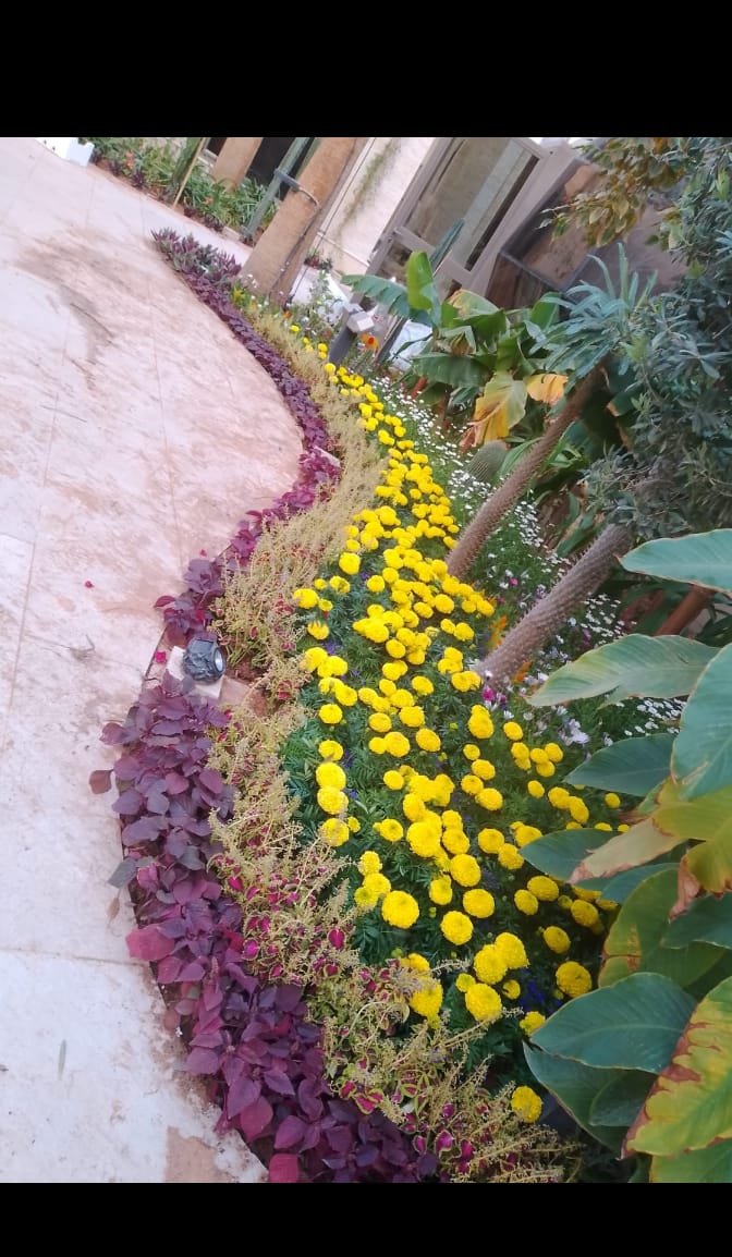 نخيل وتشجير